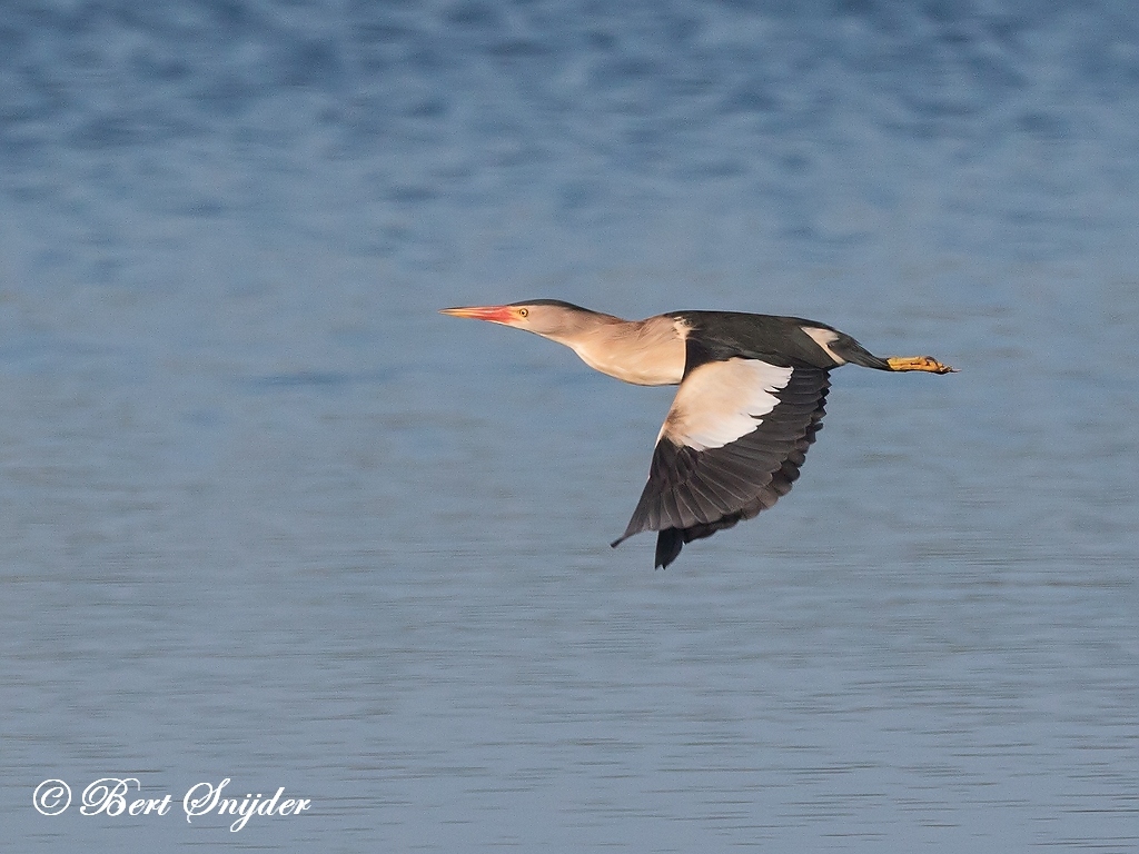 Little Bittern Bird Hide BSP3 Portugal