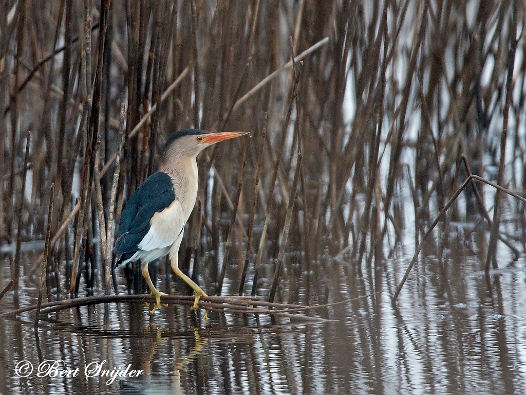 Little Bittern Bird Hide BSP3 Portugal