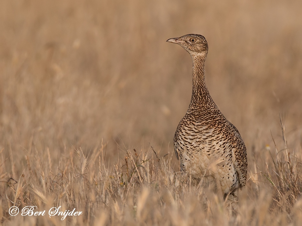 Little Bustard Bird Hide BSP6 Portugal