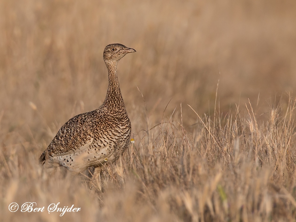 Little Bustard Bird Hide BSP6 Portugal