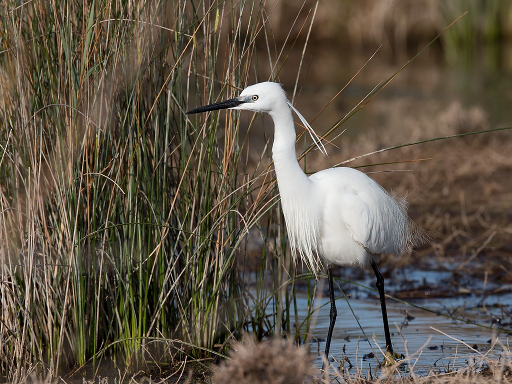 Little Egret Bird Hide BSP3 Portugal