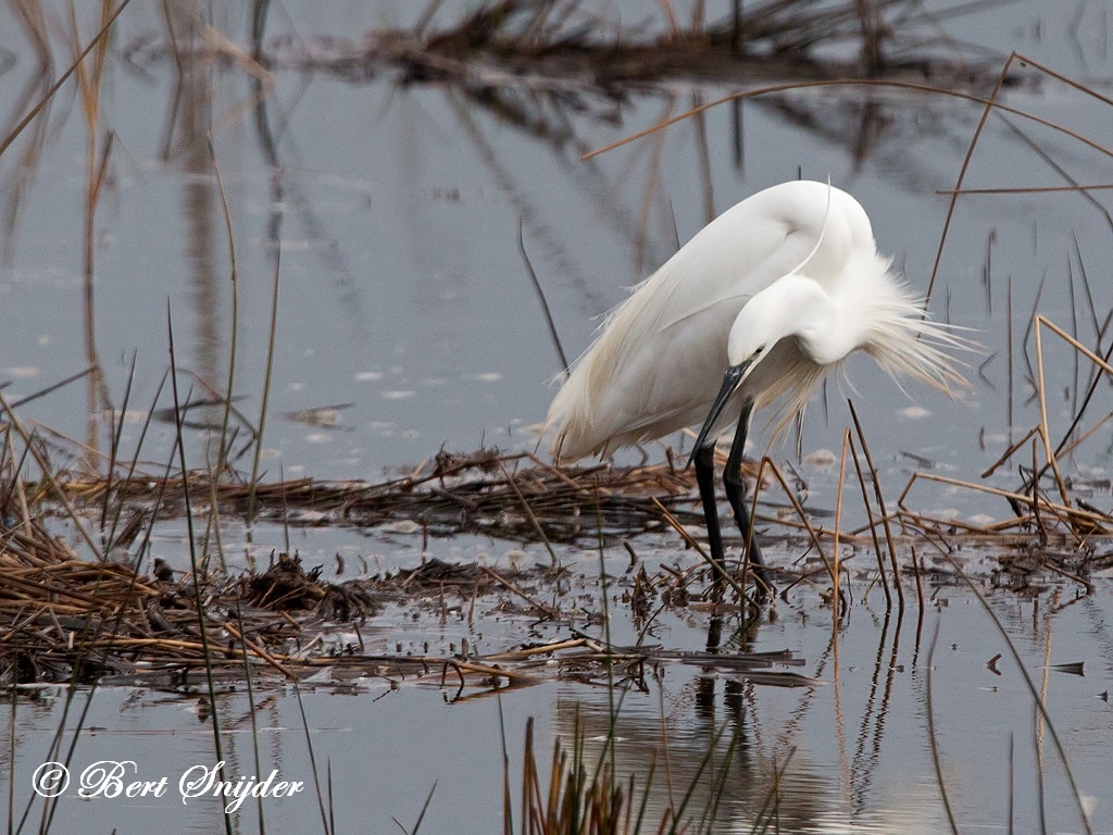 Little Egret Bird Hide BSP2 Portugal