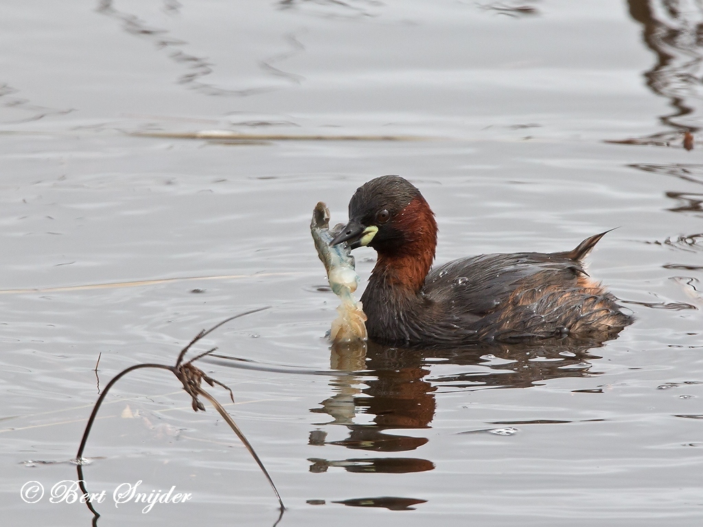 Little Grebe Bird Hide BSP2 Portugal