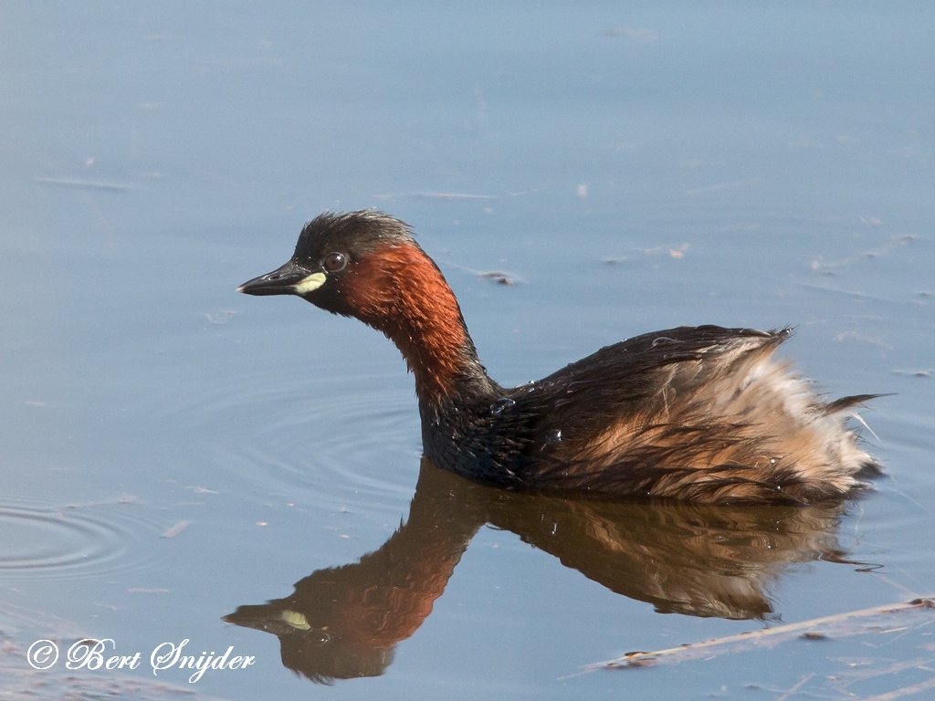 Little Grebe Bird Hide BSP2 Portugal