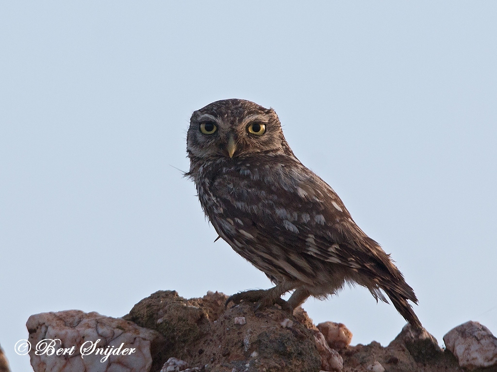 Little Owl Bird Hide BSP6 Portugal