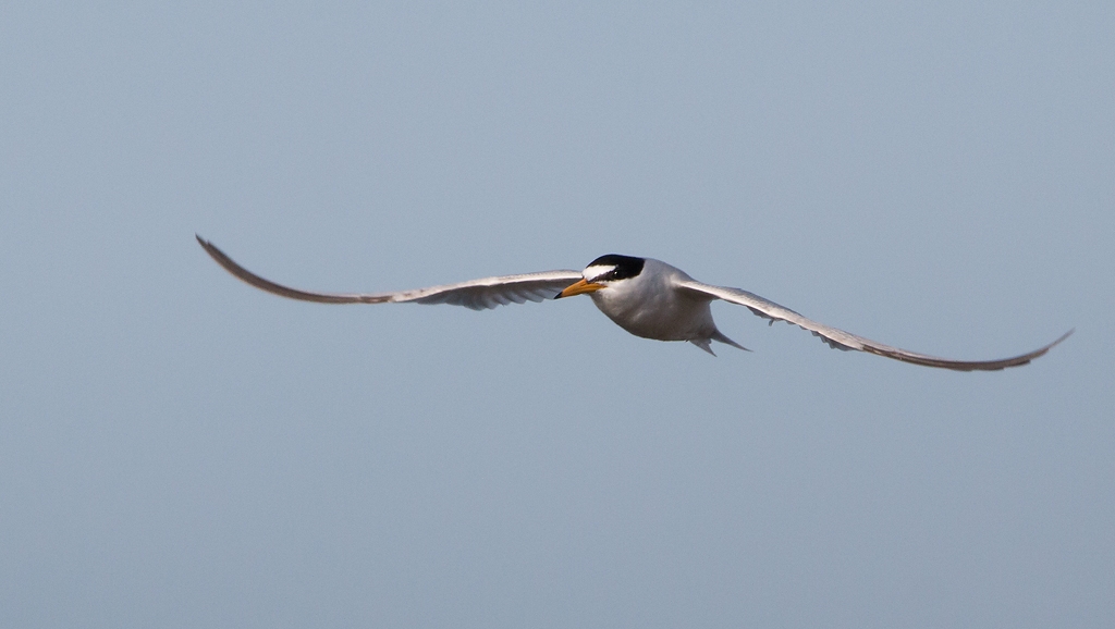 Little Tern Bird Hide BSP3 Portugal