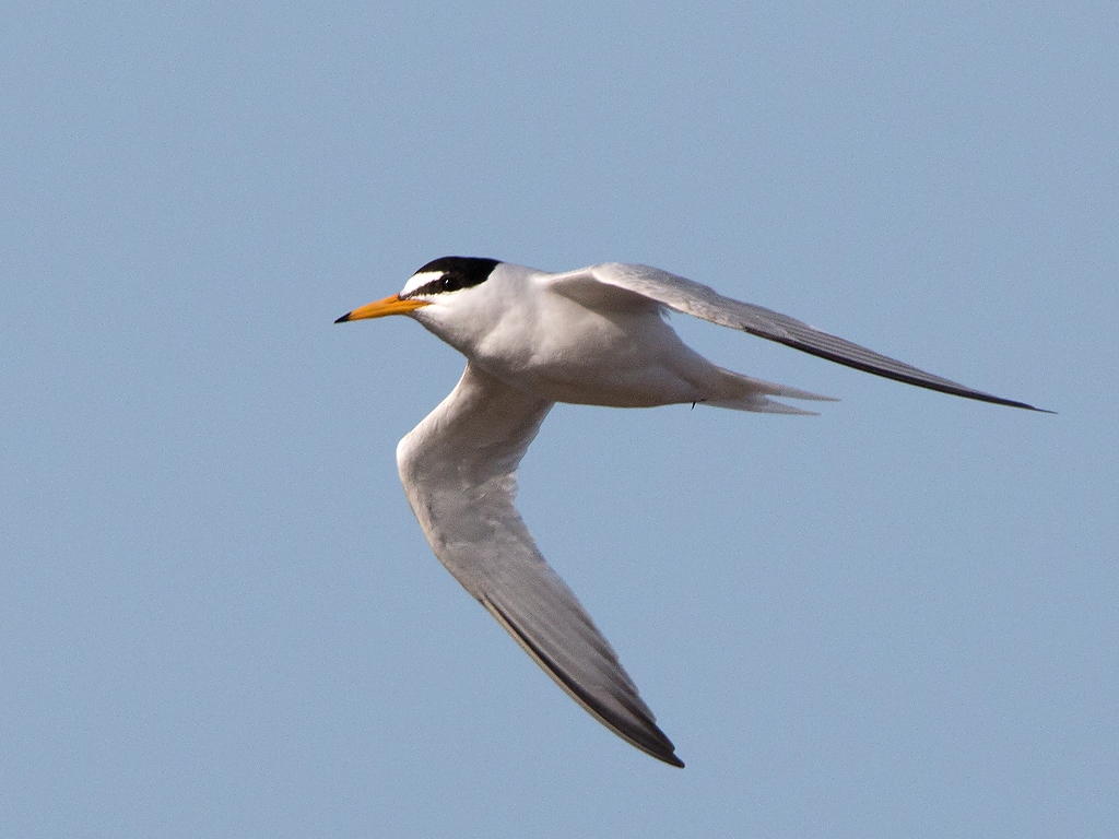 Little Tern Bird Hide BSP3 Portugal