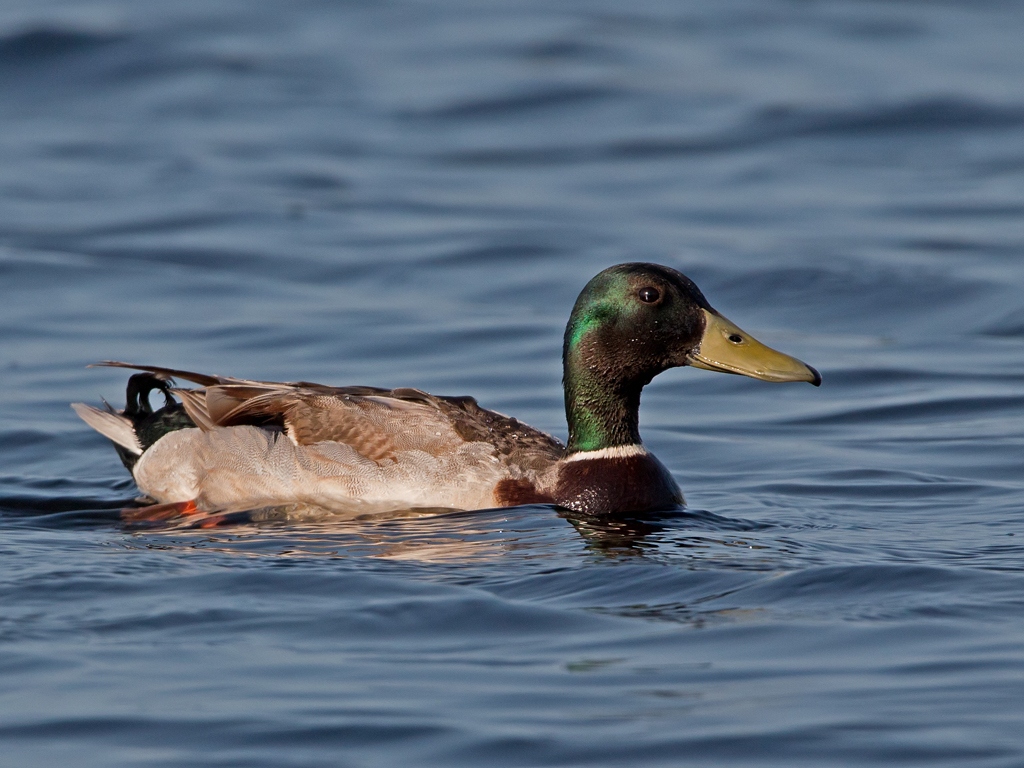 Mallard Bird Hide BSP3 Portugal