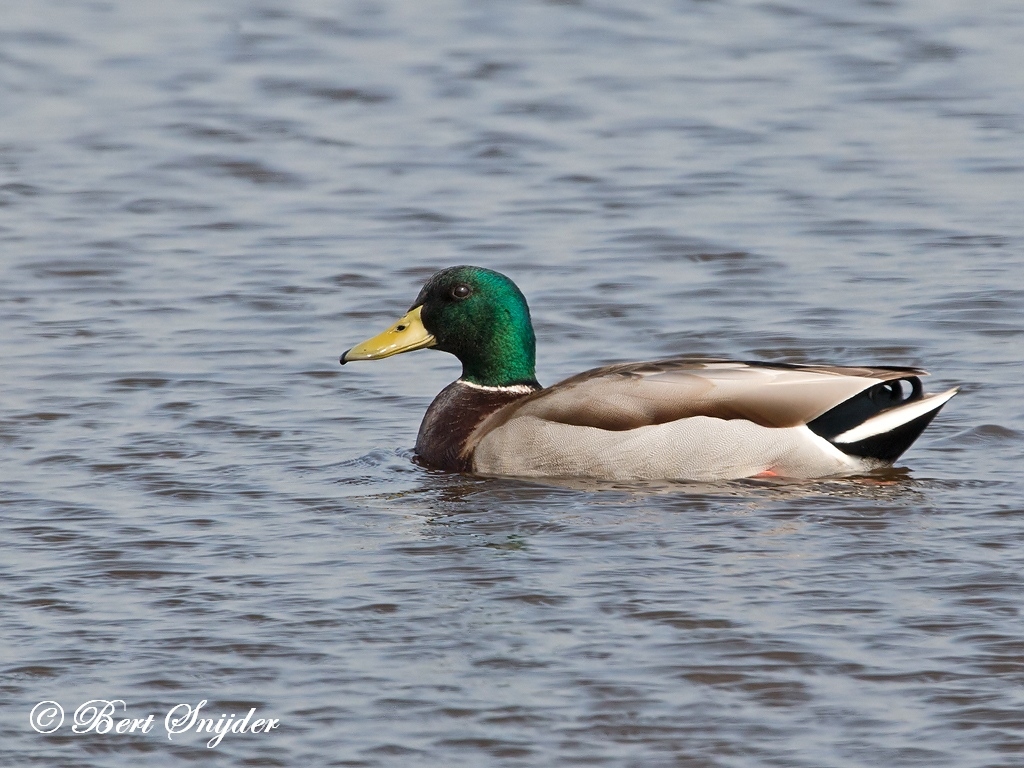 Mallard Bird Hide BSP2 Portugal