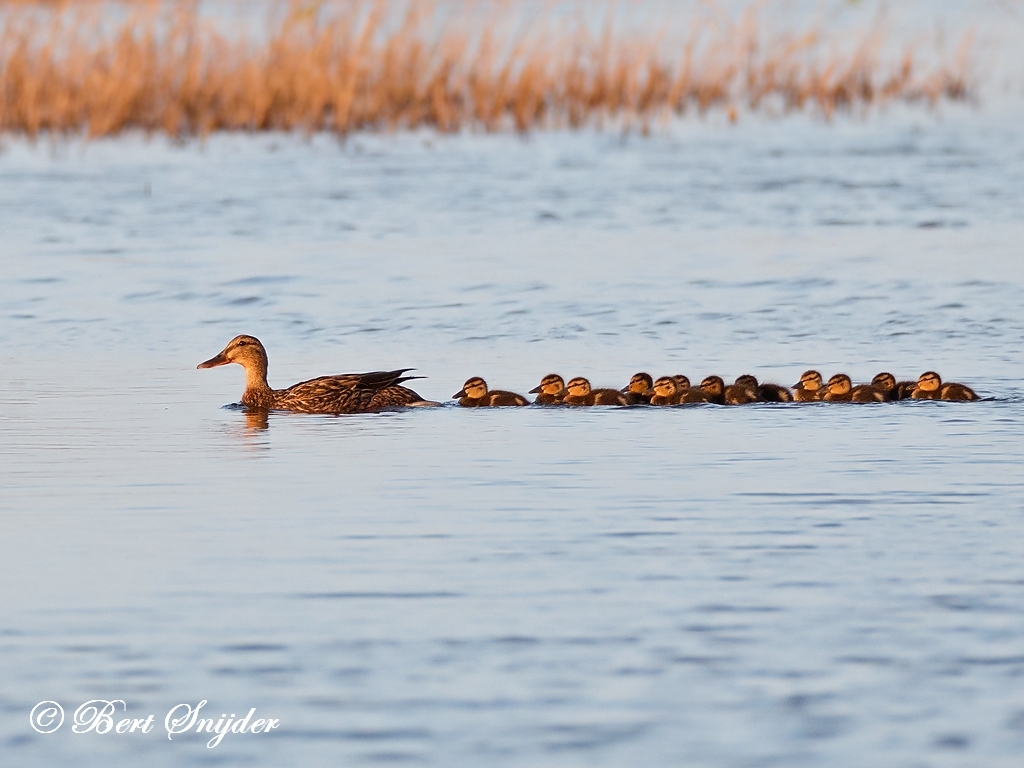 Mallard Bird Hide BSP3 Portugal