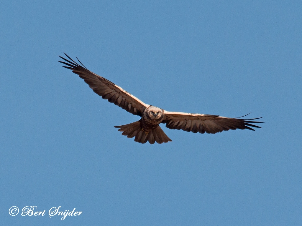 Marsh Harrier Bird Hide BSP2 Portugal