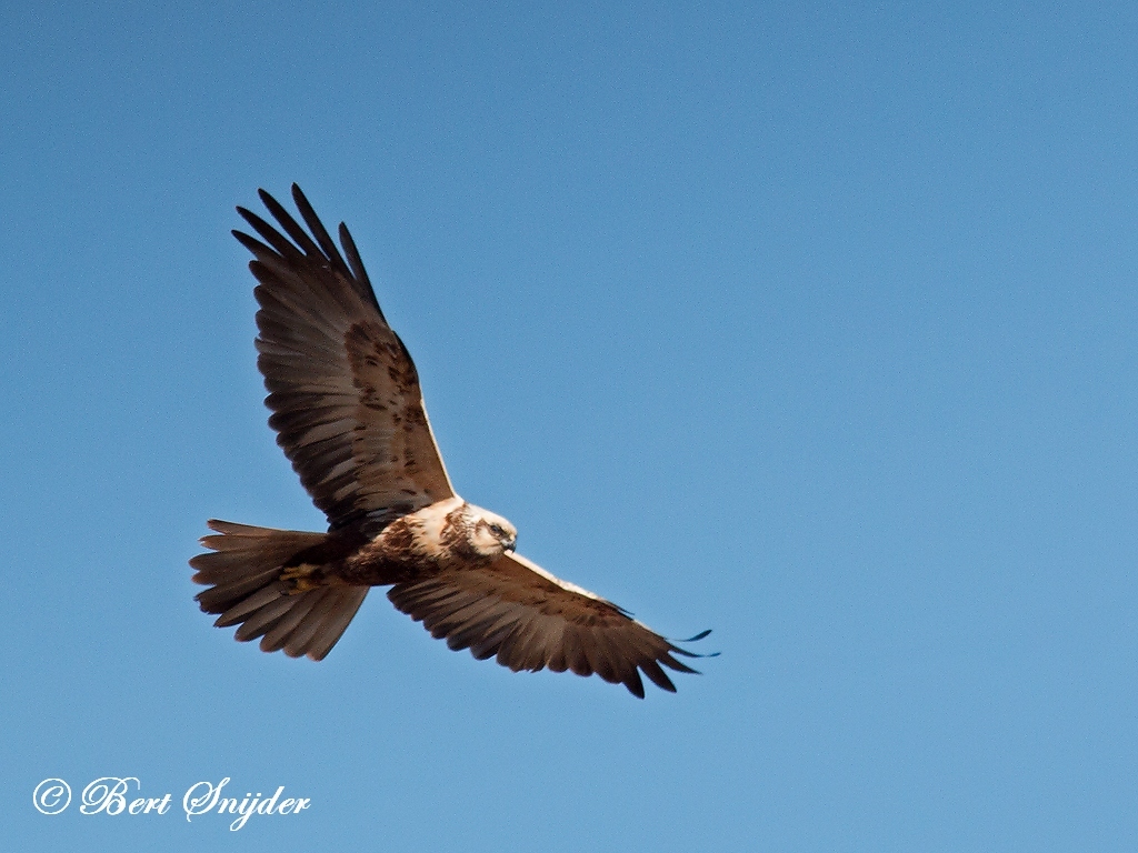 Marsh Harrier Bird Hide BSP2 Portugal