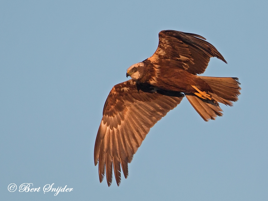 Marsh Harrier Bird Hide BSP3 Portugal