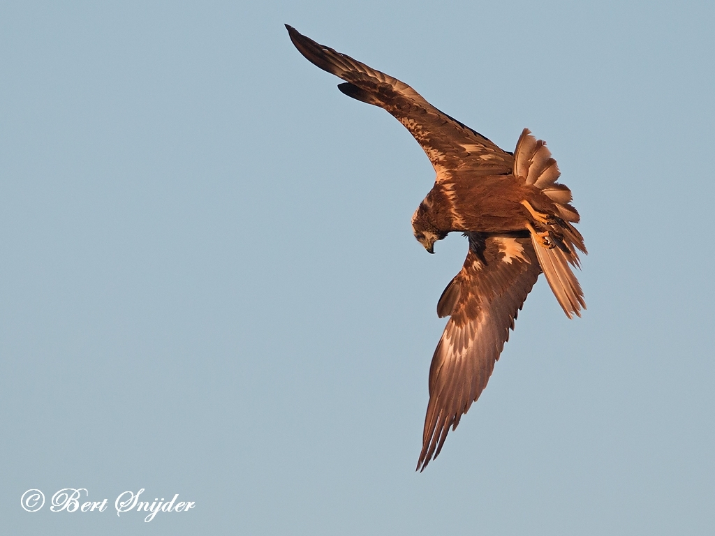 Marsh Harrier Bird Hide BSP3 Portugal