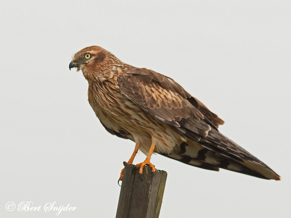 Montagu´s Harrier | Birding in Portugal, Individual Bird Watching Holiday