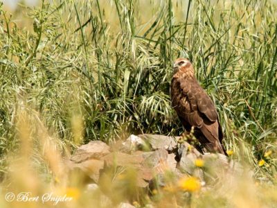 Montagu´s Harrier Birding Portugal