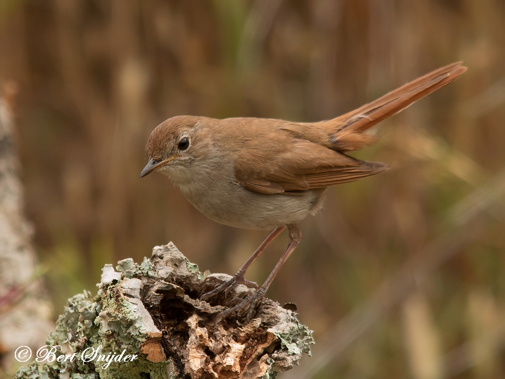 Nightingale Birding Portugal