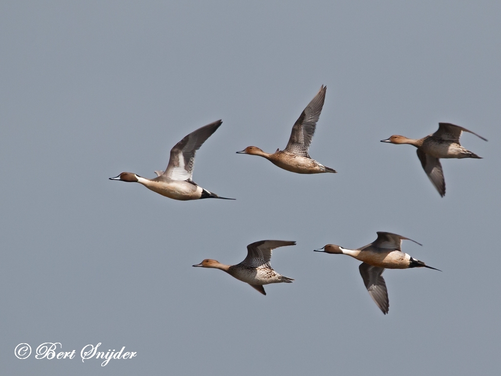 Northern Pintail Bird Hide BSP2 Portugal