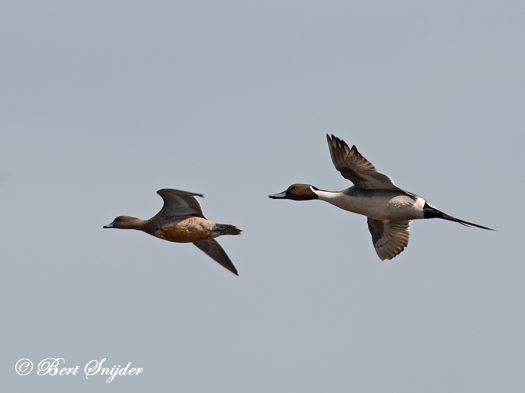 Northern Pintail Bird Hide BSP2 Portugal