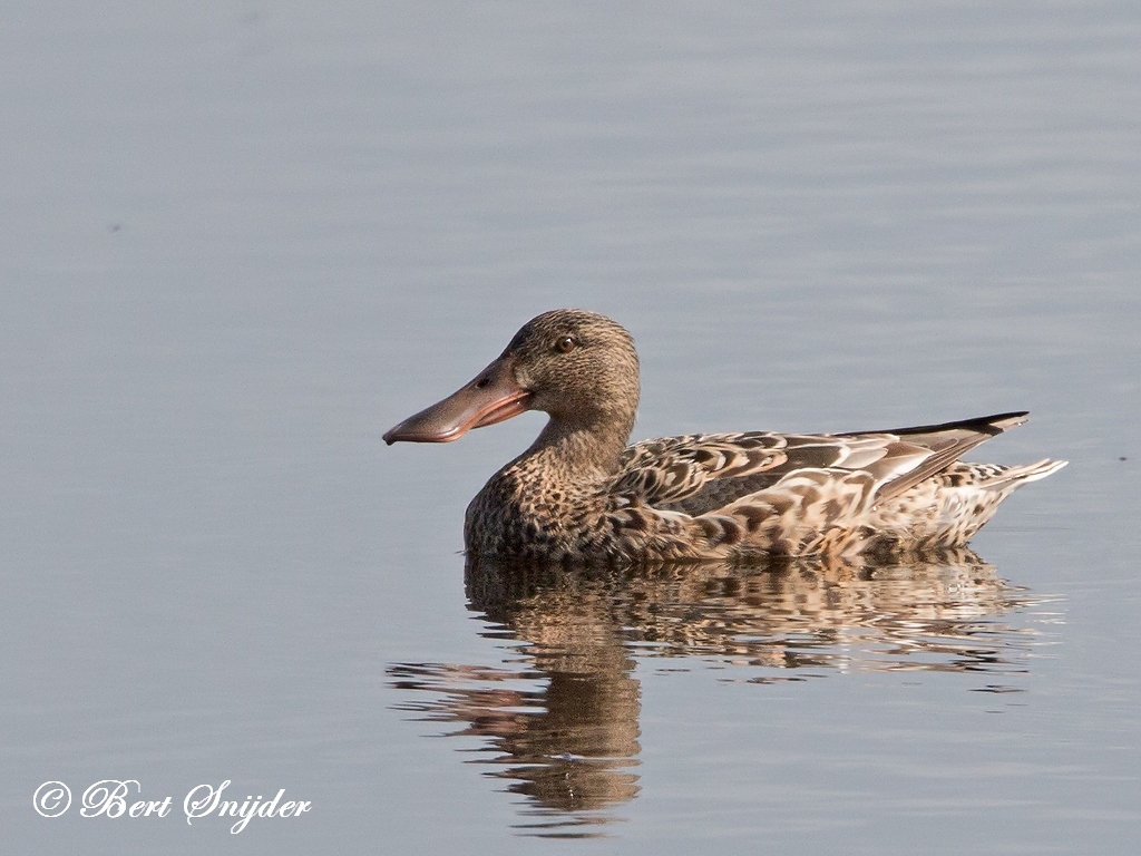 Northern Shoveler Bird Hide BSP2 Portugal