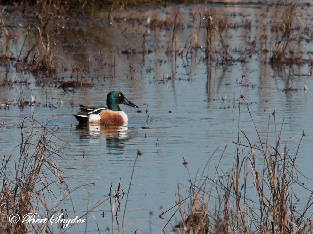 Northern Shoveler Bird Hide BSP2 Portugal