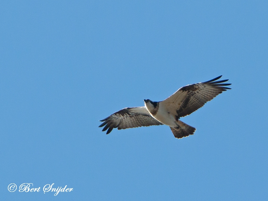 Osprey Bird Hide BSP2 Portugal