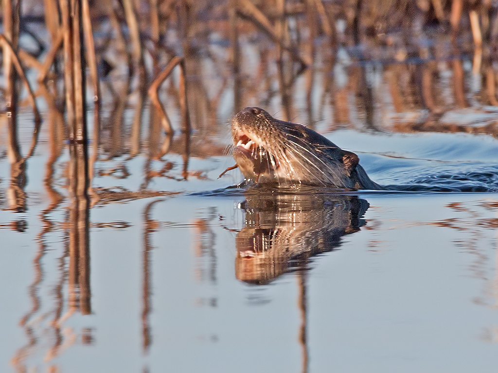 Otter Hide BSP3 Portugal