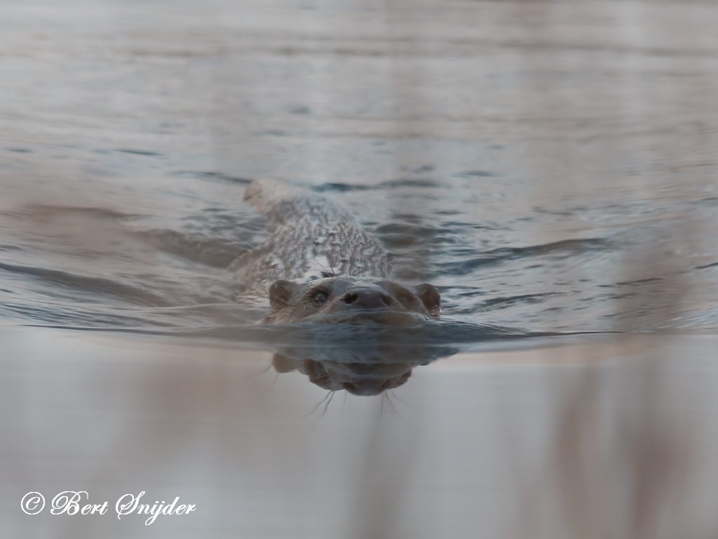 Otter Hide BSP3 Portugal