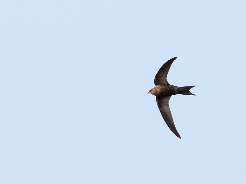 Pallid Swift Bird Hide BSP3 Portugal