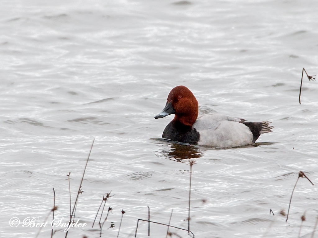 Pochard Bird Hide BSP2 Portugal