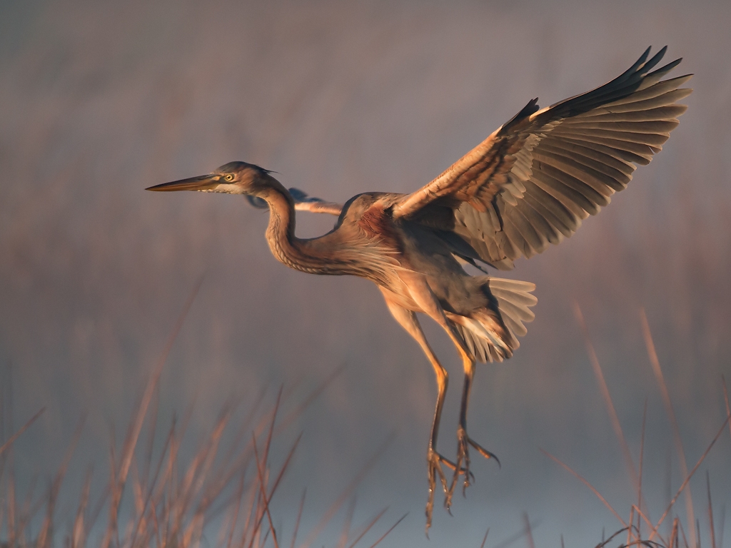 Purple Heron Bird Hide BSP3 Portugal