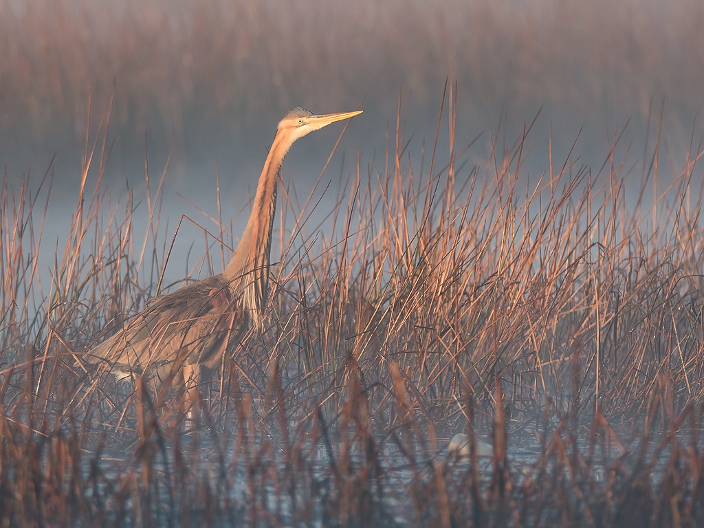 Purple Heron Bird Hide BSP3 Portugal