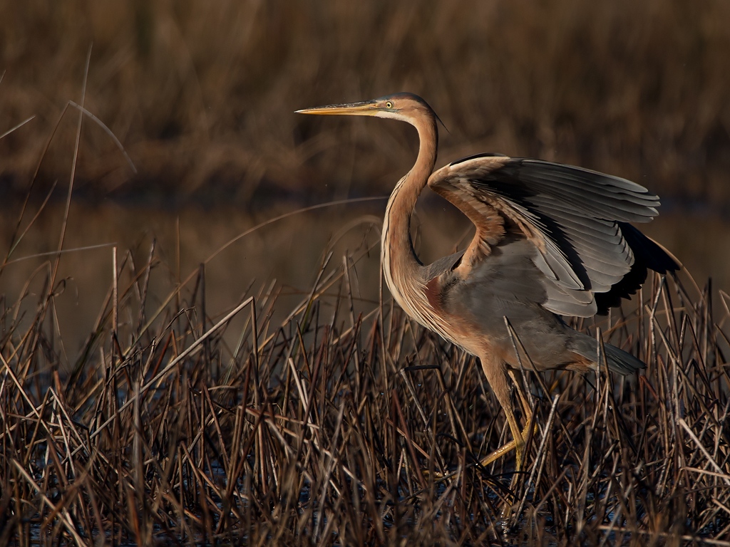 Purple Heron Bird Hide BSP3 Portugal