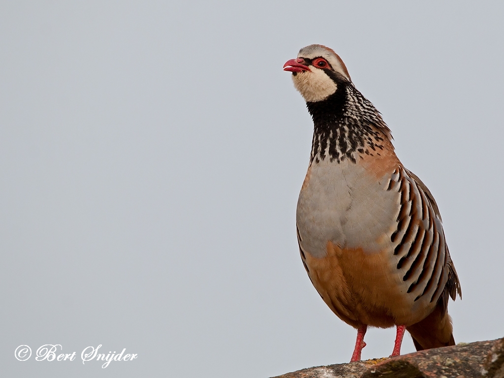 Red-legged Partridge Bird Hide BSP6 Portugal