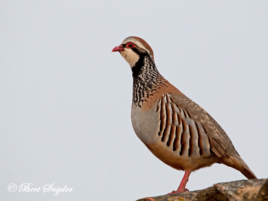 Red-legged Partridge Bird Hide BSP6 Portugal