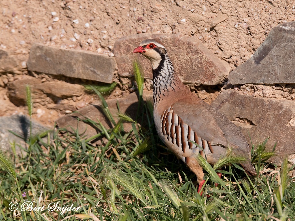 Red-legged Partridge Bird Hide BSP6 Portugal