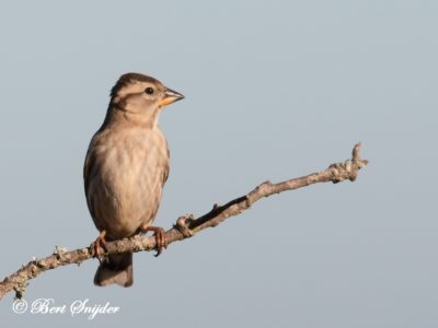 Rock Sparrow Bird Hide BSP5 Portugal