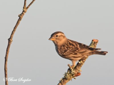 Rock Sparrow Bird Hide BSP5 Portugal