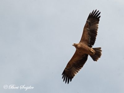 Spanish Imperial Eagle Birding Portugal
