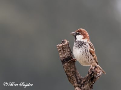 Spanish Sparrow Bird Hide BSP5 Portugal