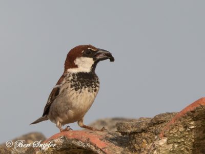 Spanish Sparrow Bird Hide BSP6 Portugal