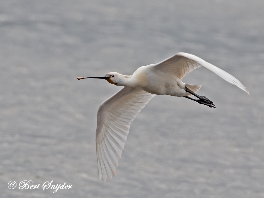 Spoonbill Bird Hide BSP2 Portugal