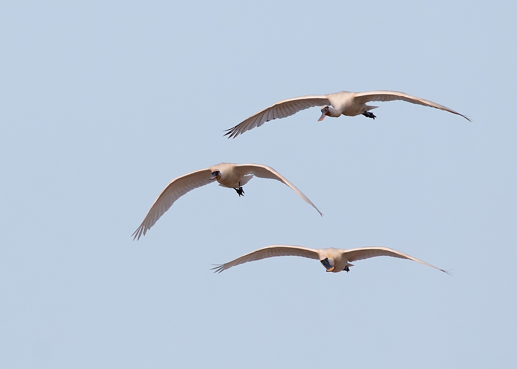 Spoonbill Bird Hide BSP3 Portugal