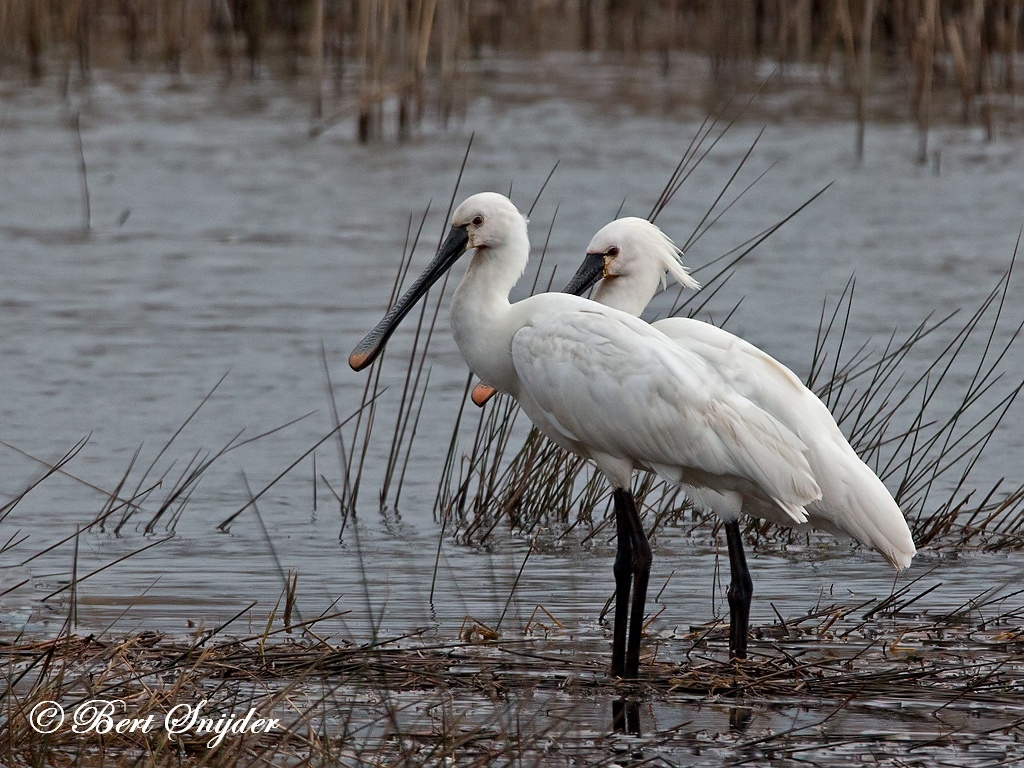 Spoonbill Bird Hide BSP2 Portugal