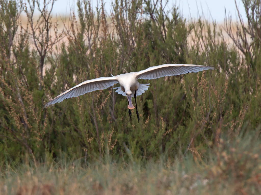 Spoonbill Bird Hide BSP3 Portugal