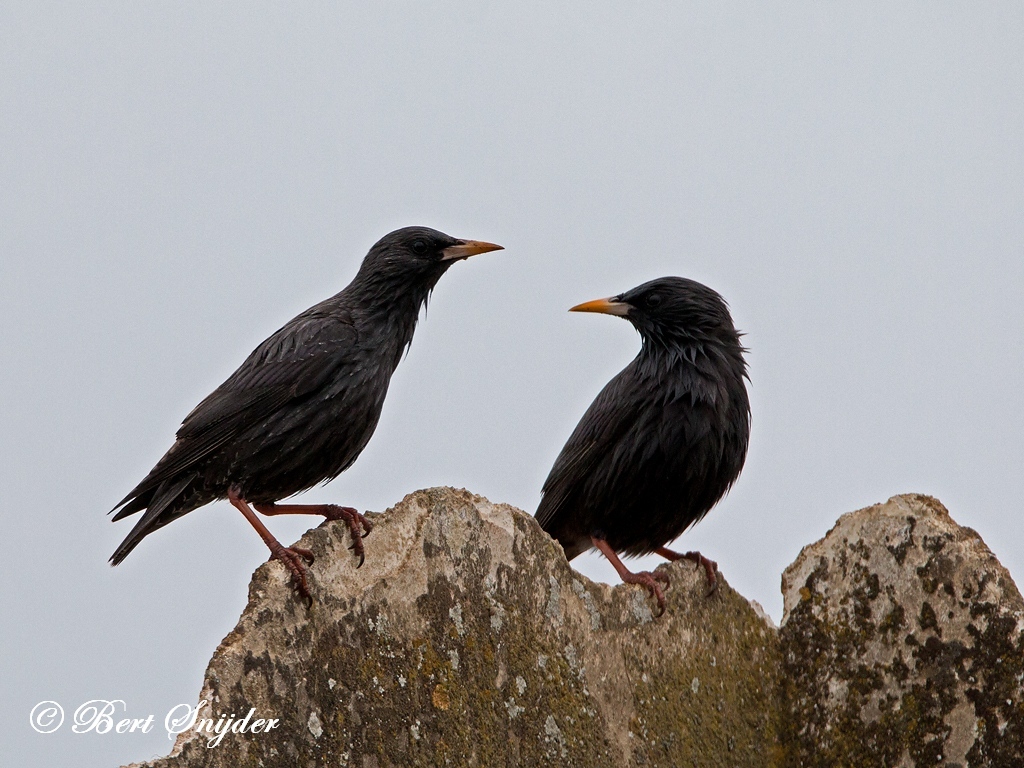 Spotless Starling Bird Hide BSP6 Portugal