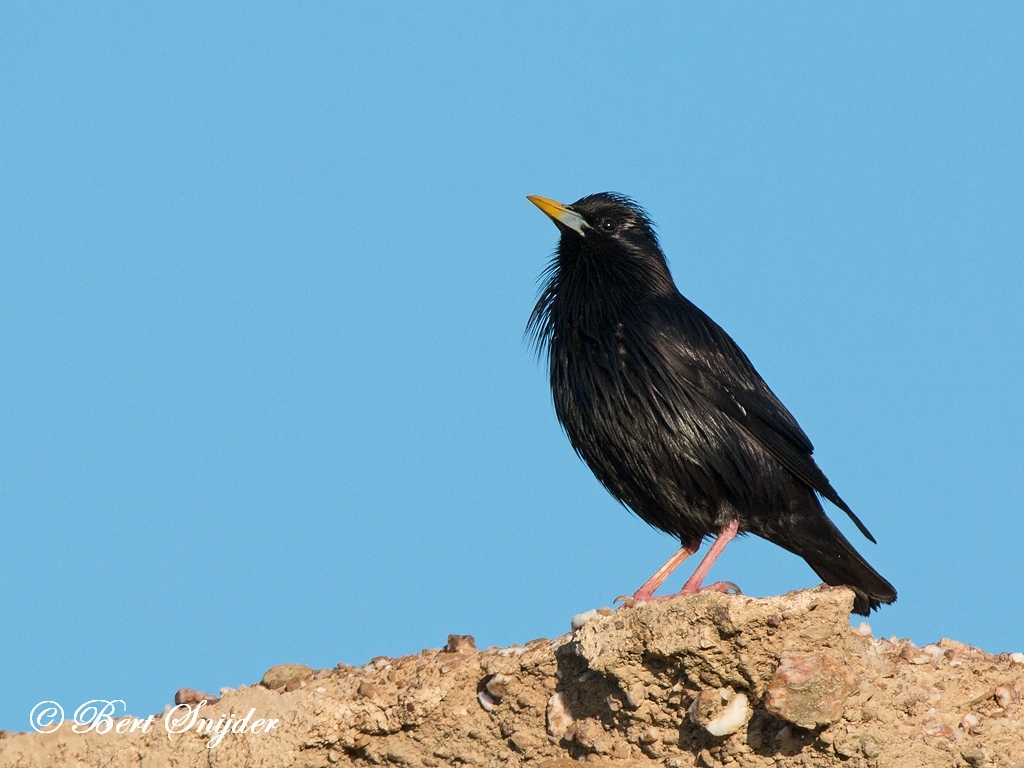 Spotless Starling Bird Hide BSP6 Portugal