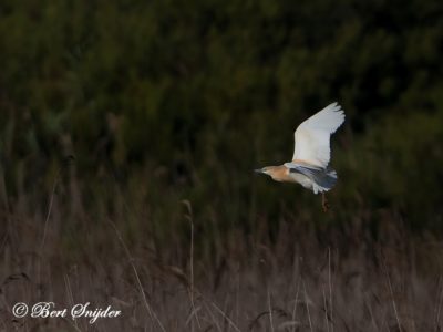Squacco Heron Bird Hide BSP3 Portugal