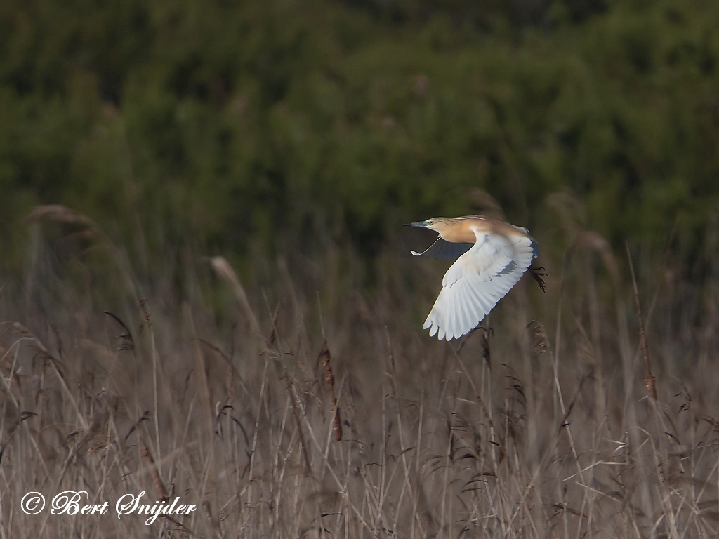 Squacco Heron Bird Hide BSP3 Portugal