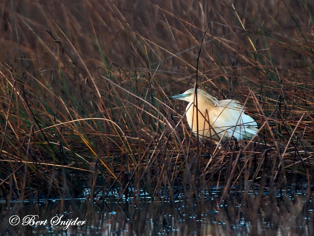 Squacco Heron Bird Hide BSP3 Portugal